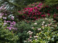 Umgeben von blühenden Azaleen und Rhododendren - Garinish Island, Co. Cork